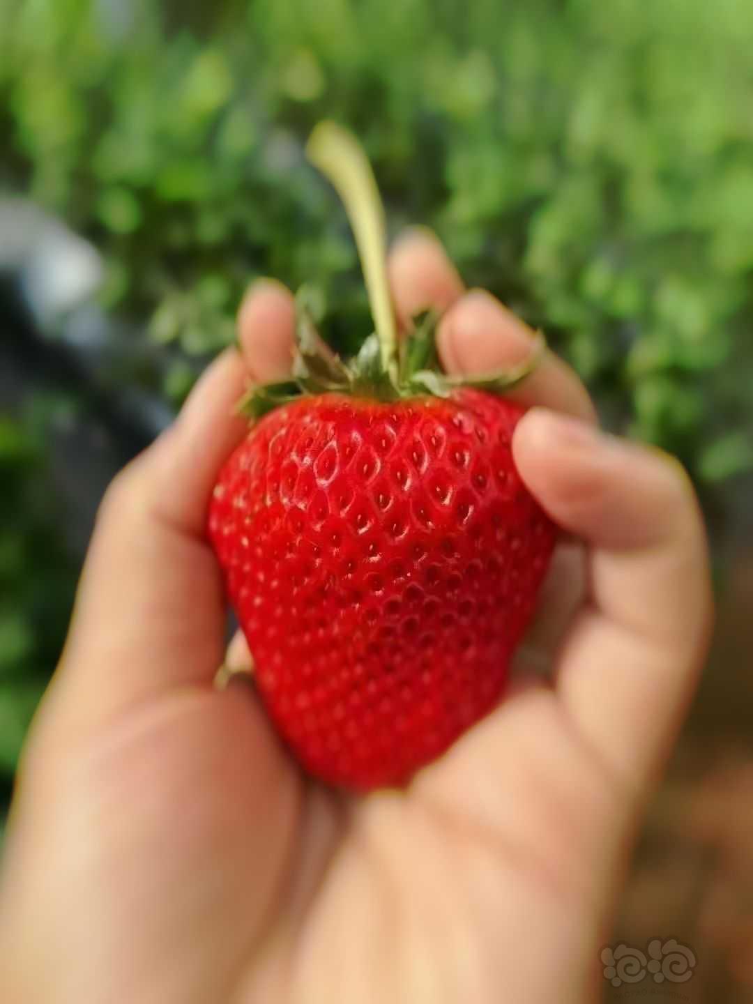 摘草莓咯-图2