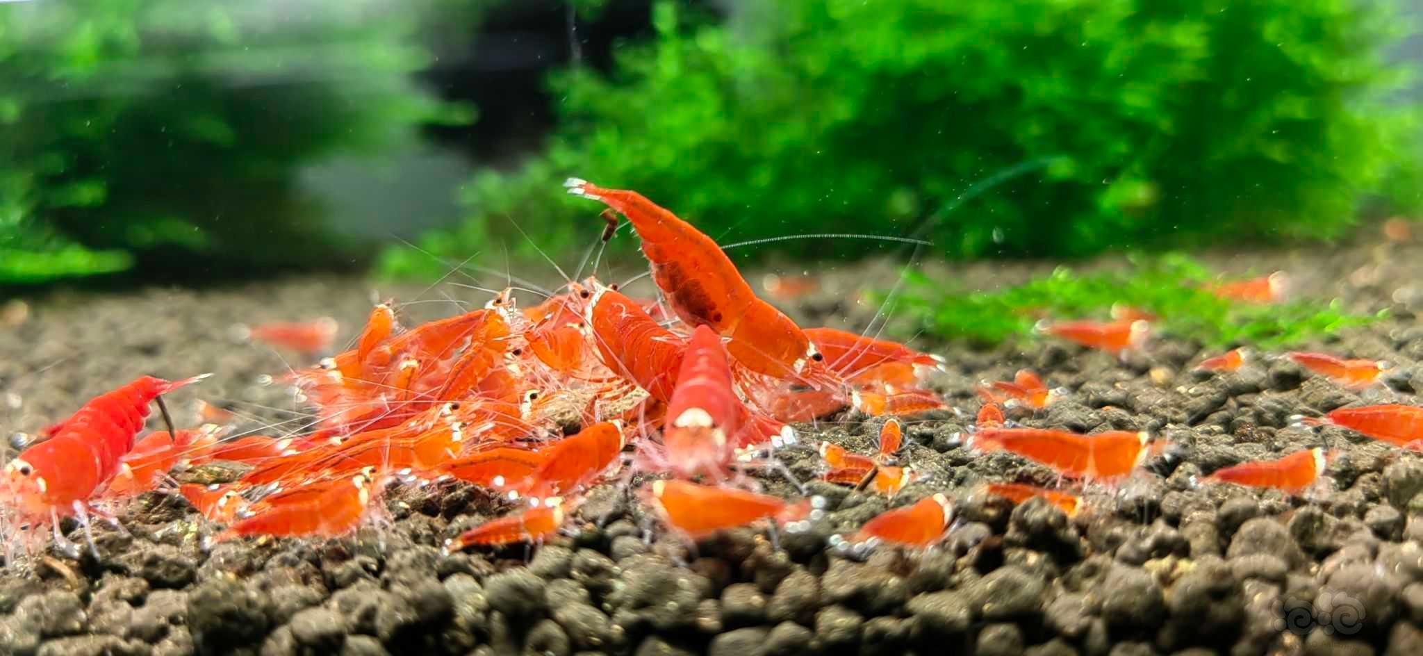 【水晶虾】圣诞红水晶虾-图2