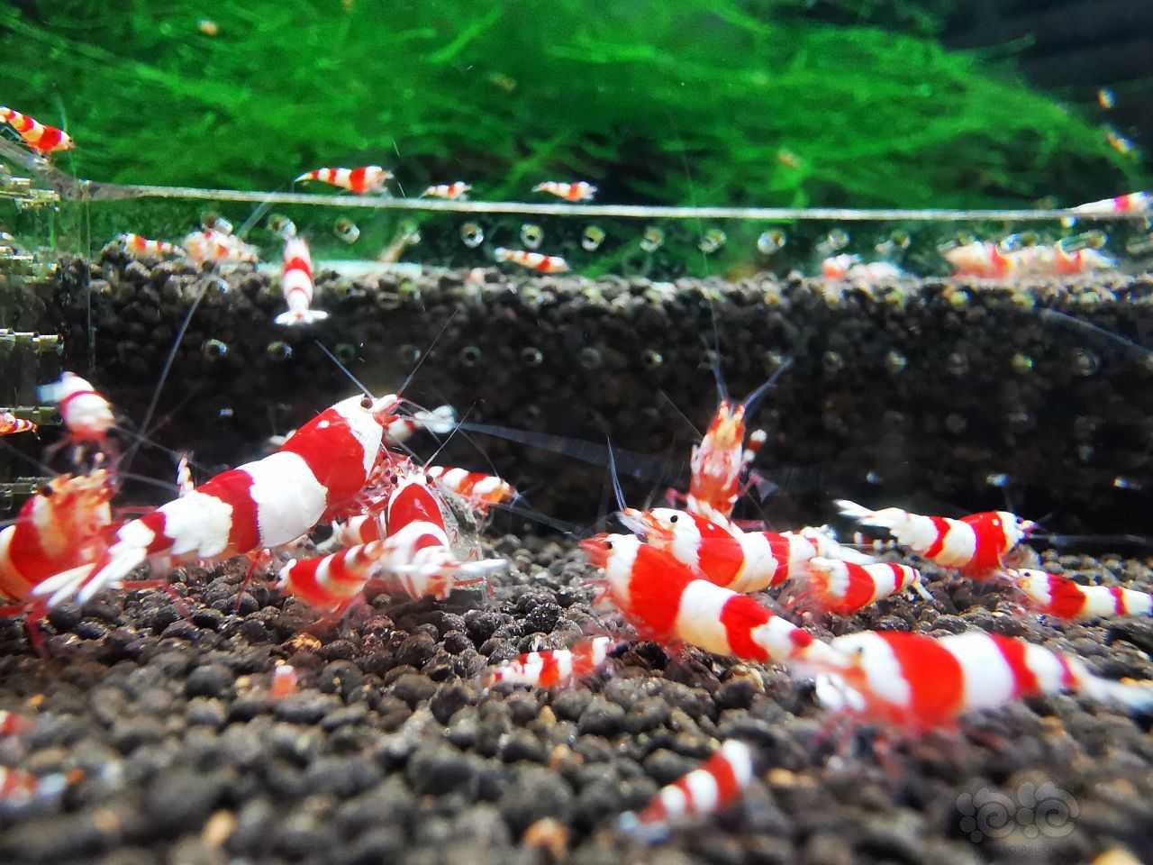 【水晶虾】出两组红白三段小苗-图2