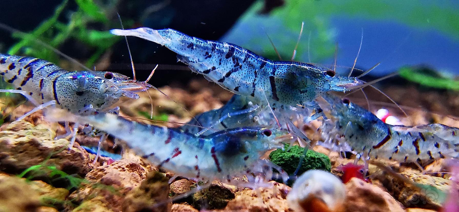 『蓝虎纹虾』-图1