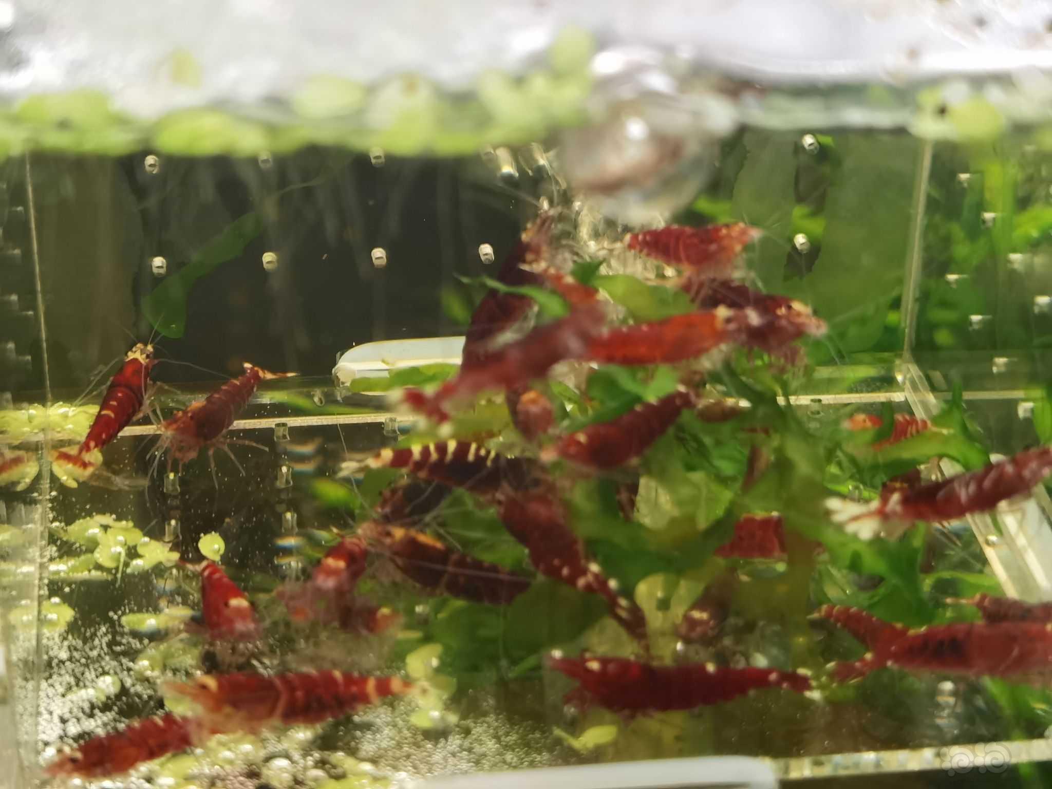 【水晶虾】出金属红水晶虾-图2