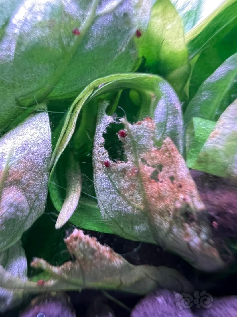 这是什么虫子？红色甲壳虫 还会吃水草？？？？-图1
