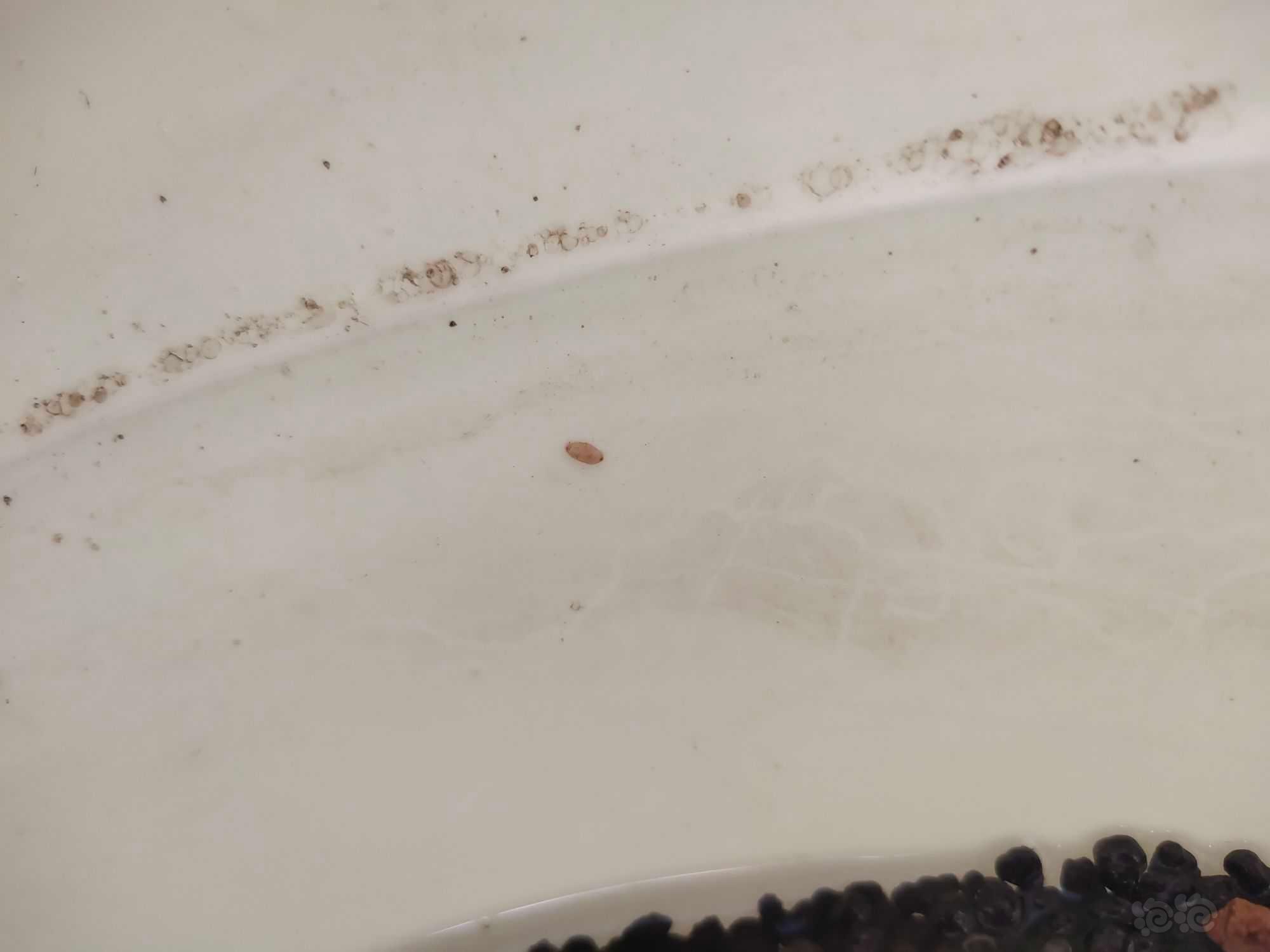 这是什么虫，蛋白虫一种吗，还是什么水蚯蚓，还有个圆的是什么-图4