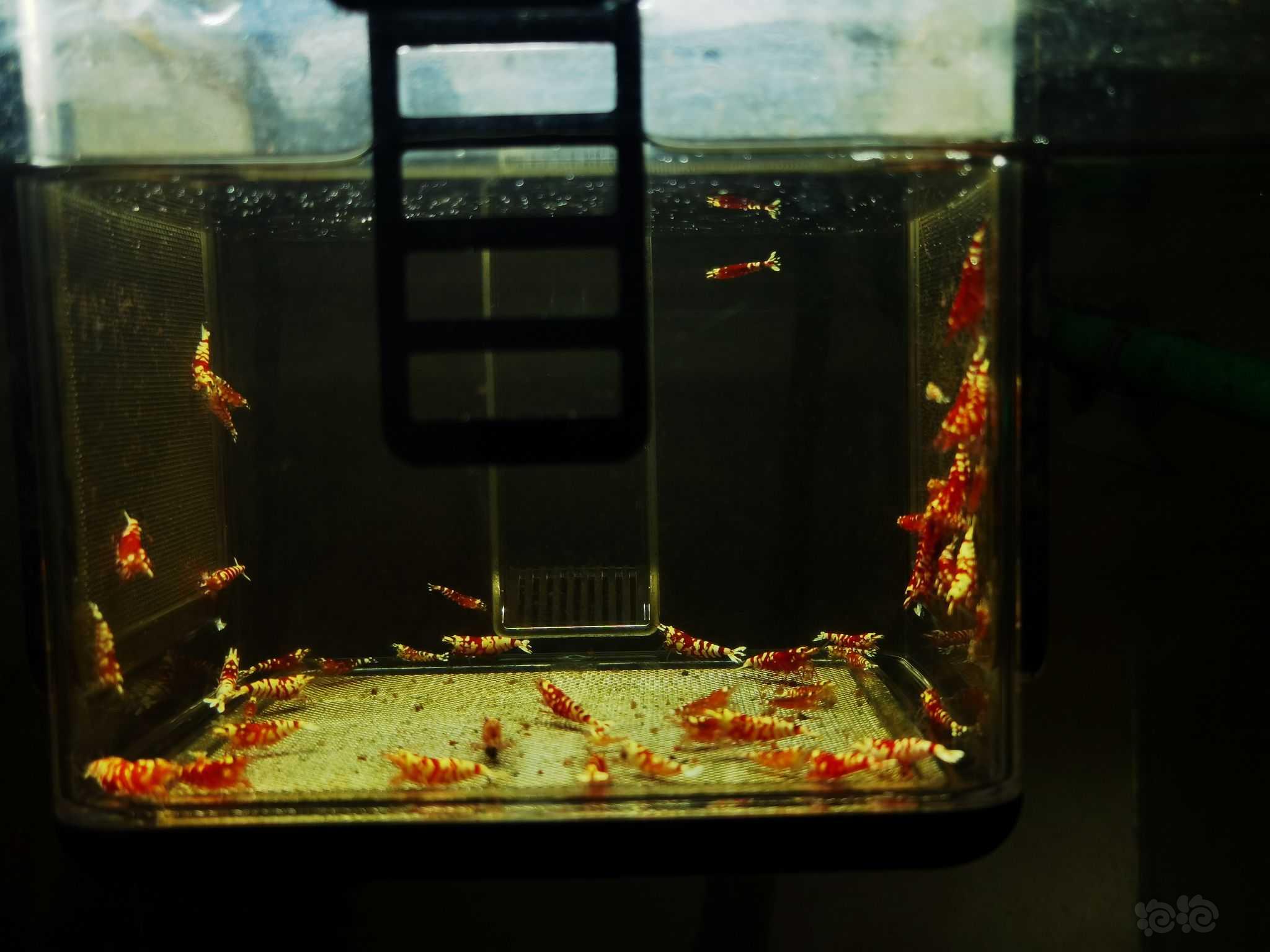 【虾】2023-02-24#RMB拍卖红花虎（Mars血统系统）-图1
