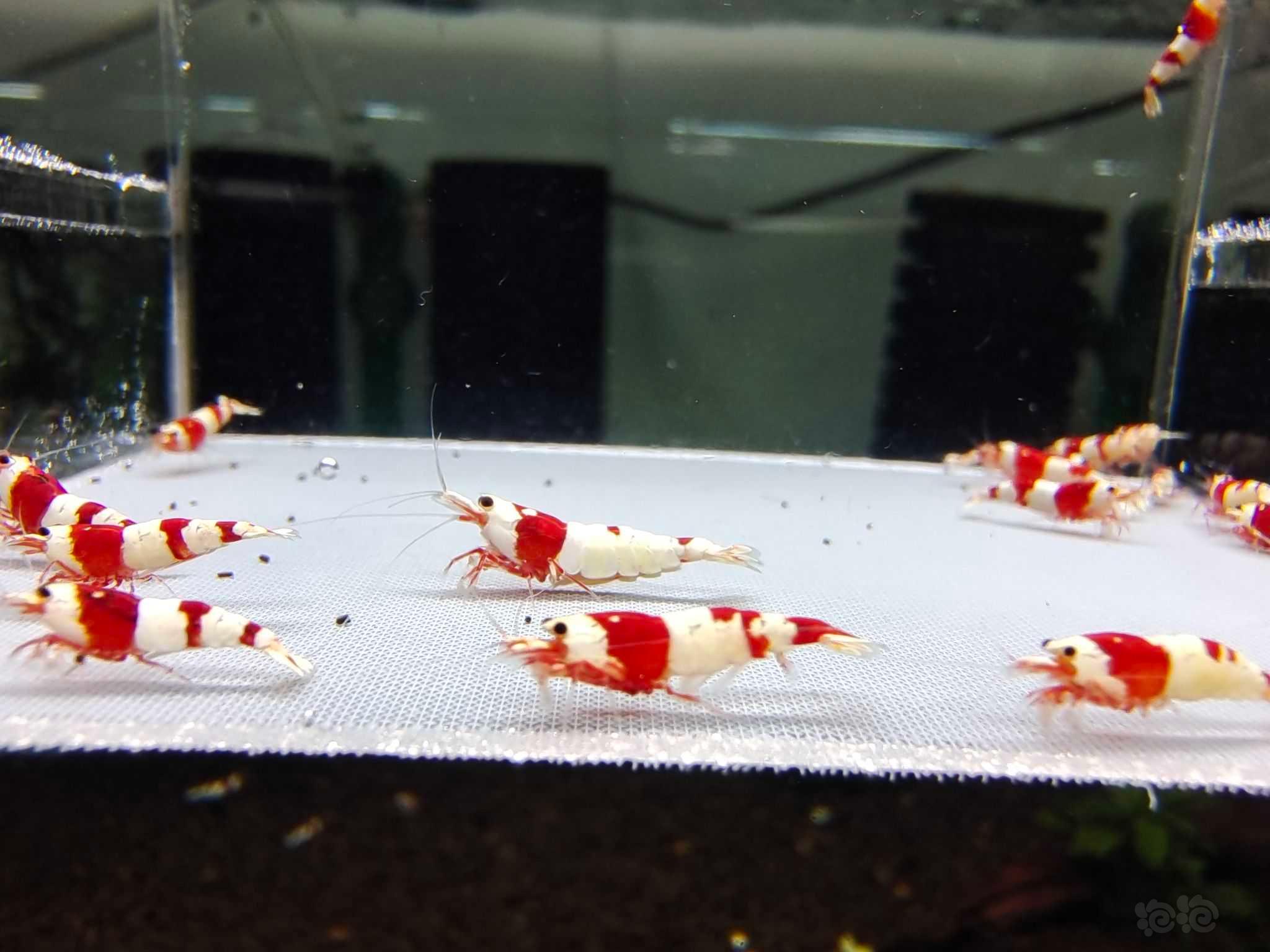 【虾】2023－02－15＃RMB拍卖红白水晶虾20只-图4