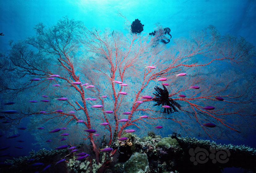 海扇珊瑚和紫印鱼-图1