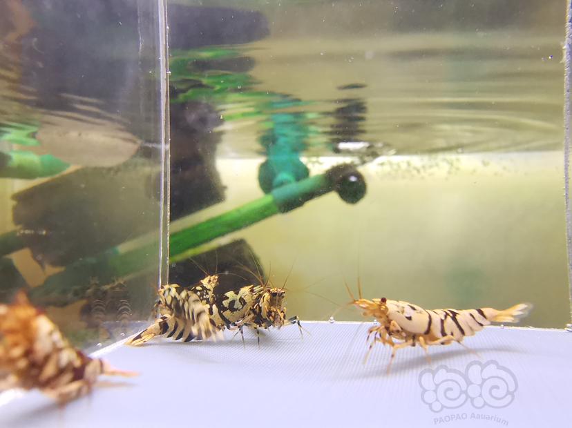 【虾】2023-02-27#RMB拍卖黑花虎成虾一组6只-图6