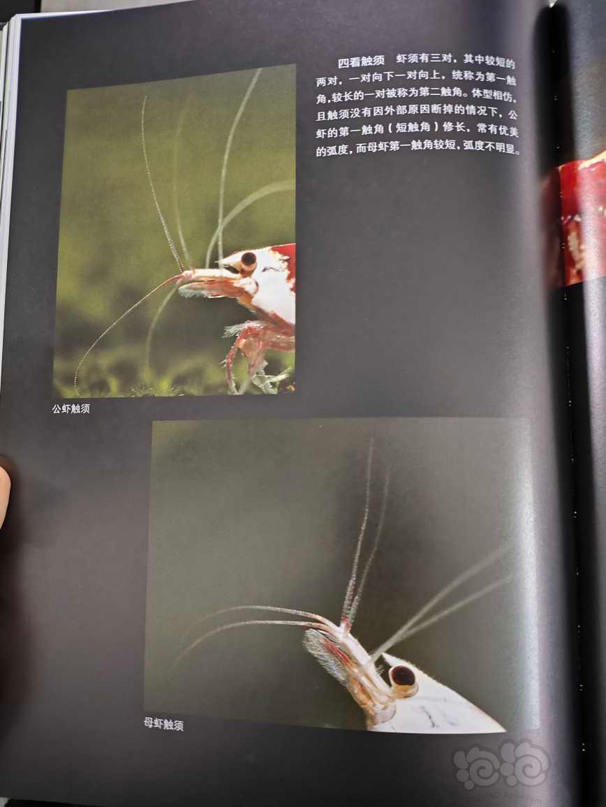 【用品】2023-2-21#RMB拍卖#全新《情迷水晶虾》书一本-图5