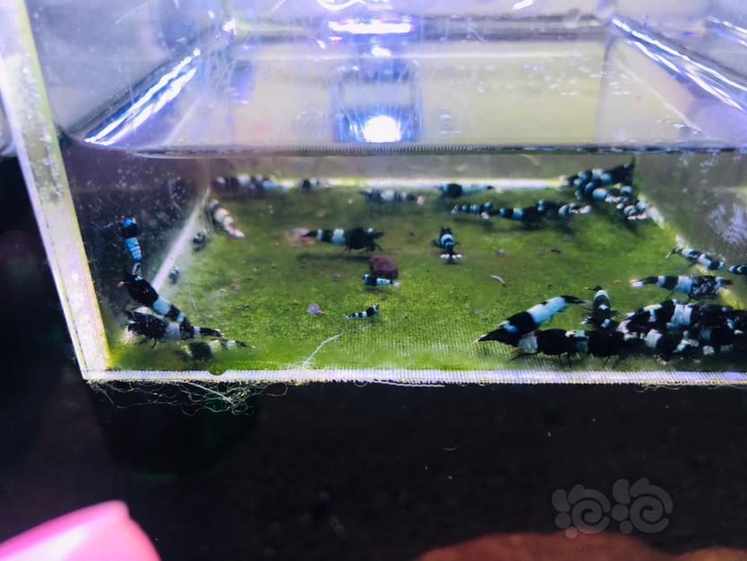 【虾】2023-02-24#RMB拍卖#蓝化黑金刚水晶虾一份30只-图5