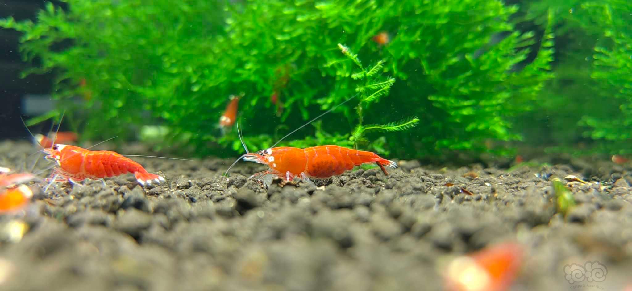 【水晶虾】圣诞红水晶虾-图4