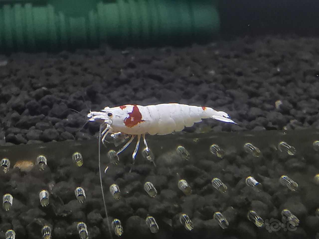 【水晶虾】红白水晶虾，长度1.5㎝左右，白躯，禁入，白金，4元一只。-图3