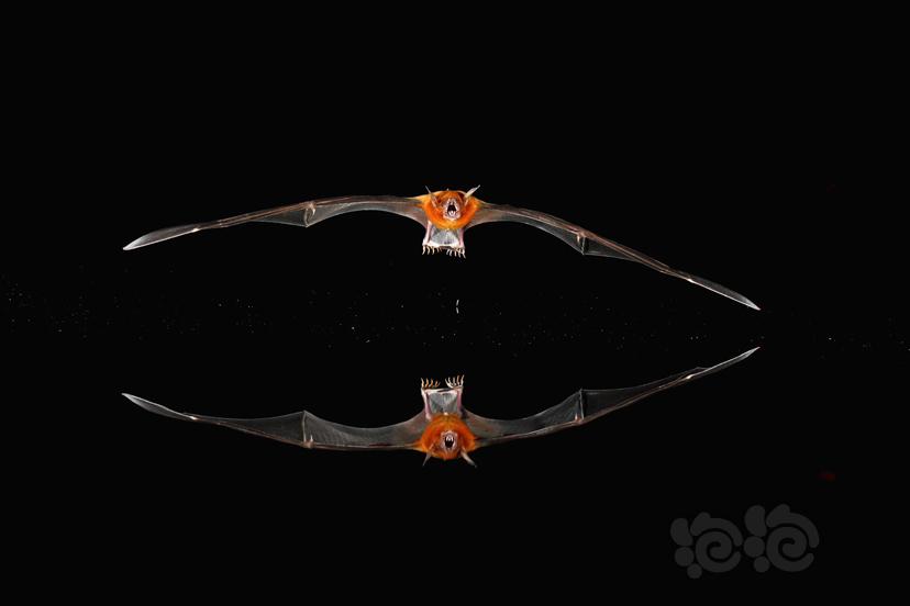墨西哥兔唇蝙蝠-图1