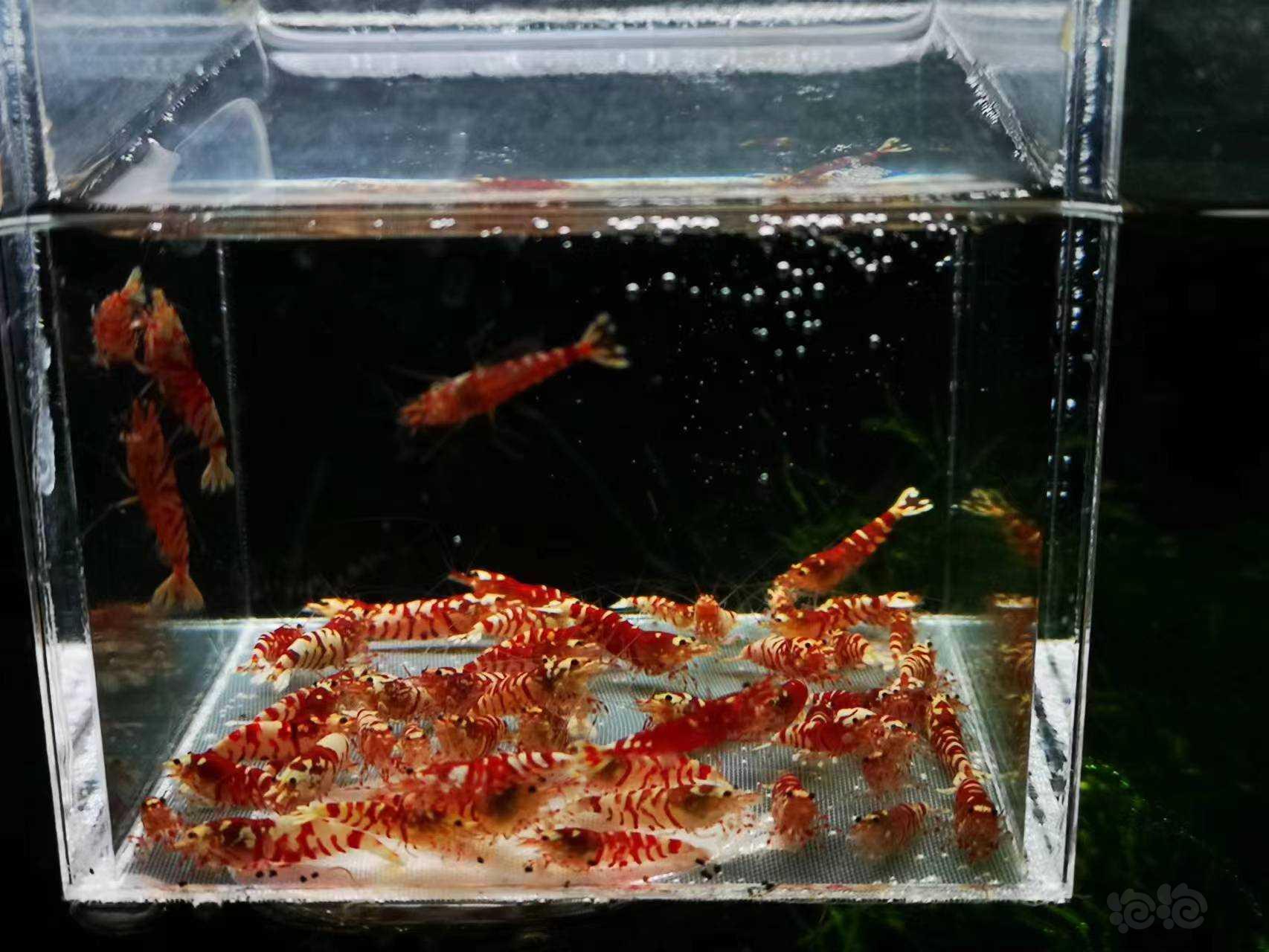 【虾】2023-02-21#RMB拍卖红花虎-图1