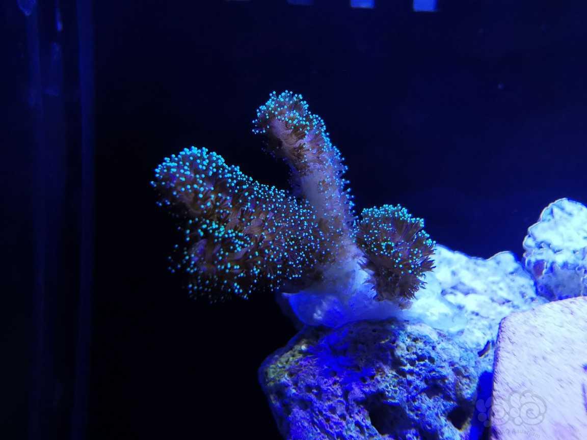 华为微距下的珊瑚-图6