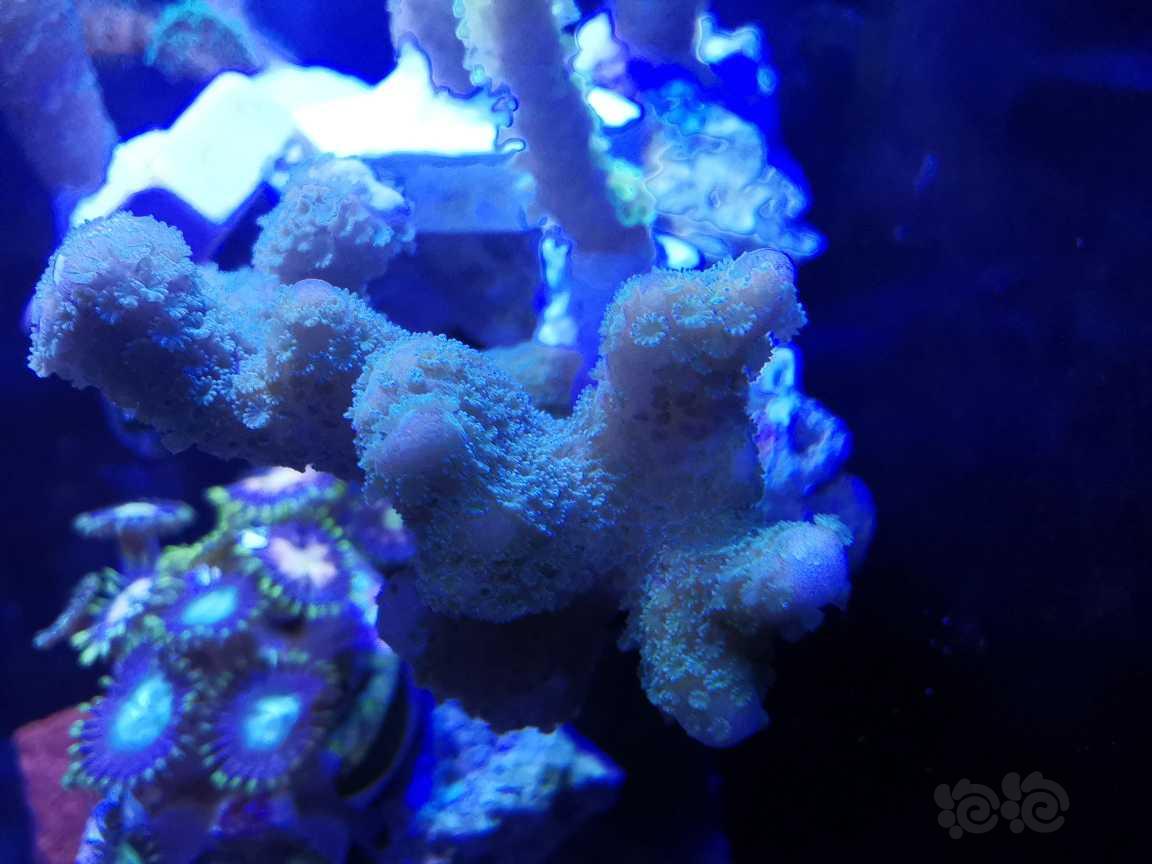 华为微距下的珊瑚-图8
