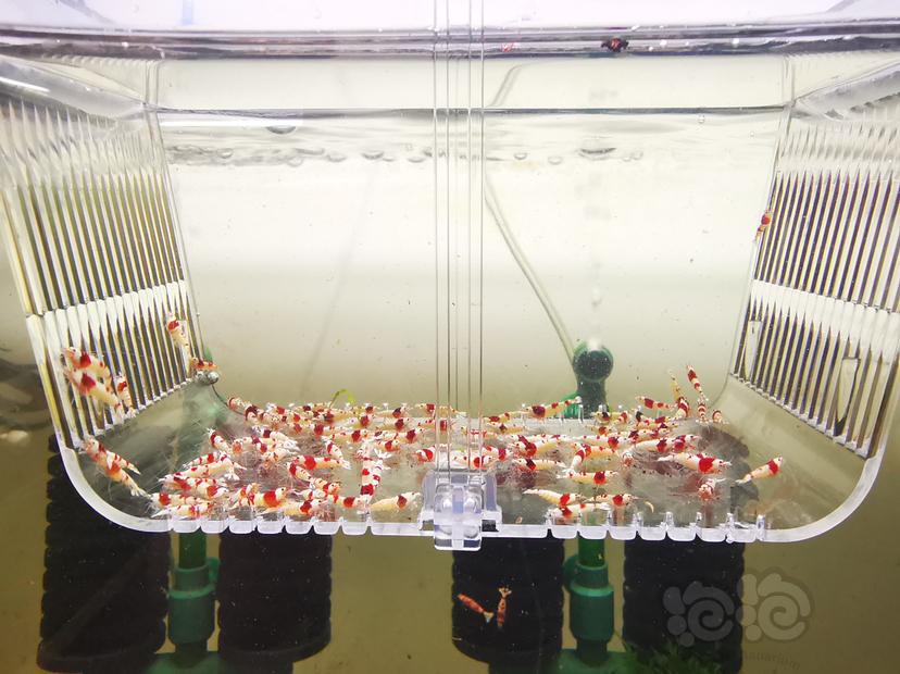 【虾】2023-02-26#RMB拍卖红白幼虾一组100只-图1