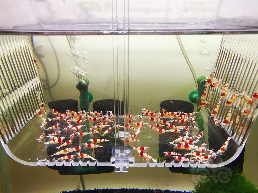 【虾】2023-02-28#RMB拍卖红白幼虾一组100只-图4