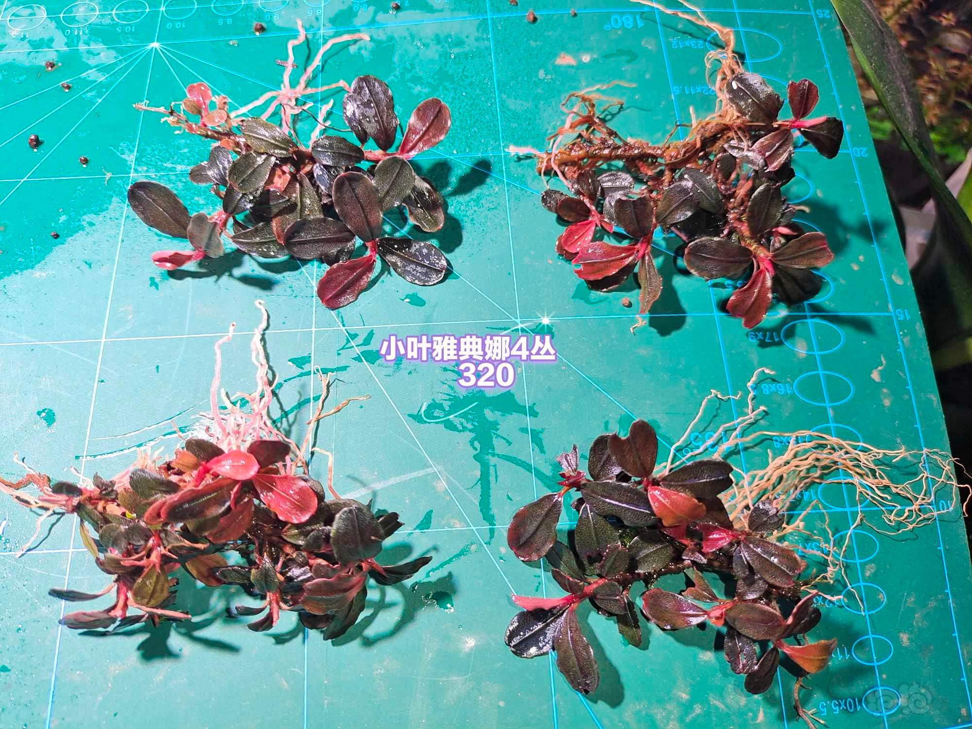 【辣椒榕】出小叶雅典娜，红脉neo,平托白榕，数码海-图5
