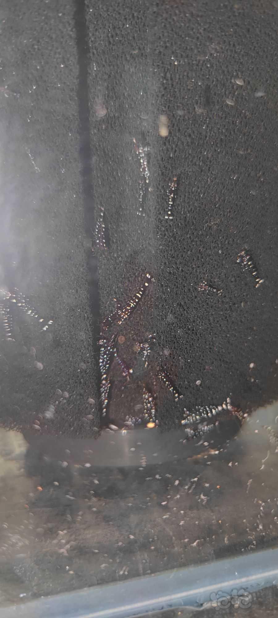 苏虾里也有大喷点蜘蛛脚-图1