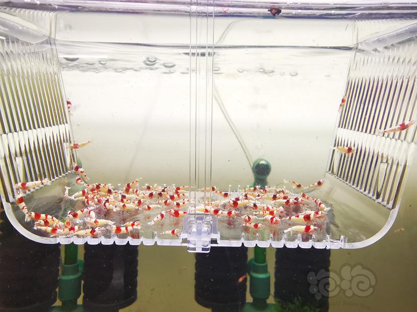 【虾】2023-02-26#RMB拍卖红白幼虾一组100只-图4