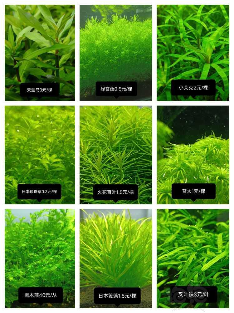 【水草】出高品质水草，无藻无螺，保证品质，售后-图9