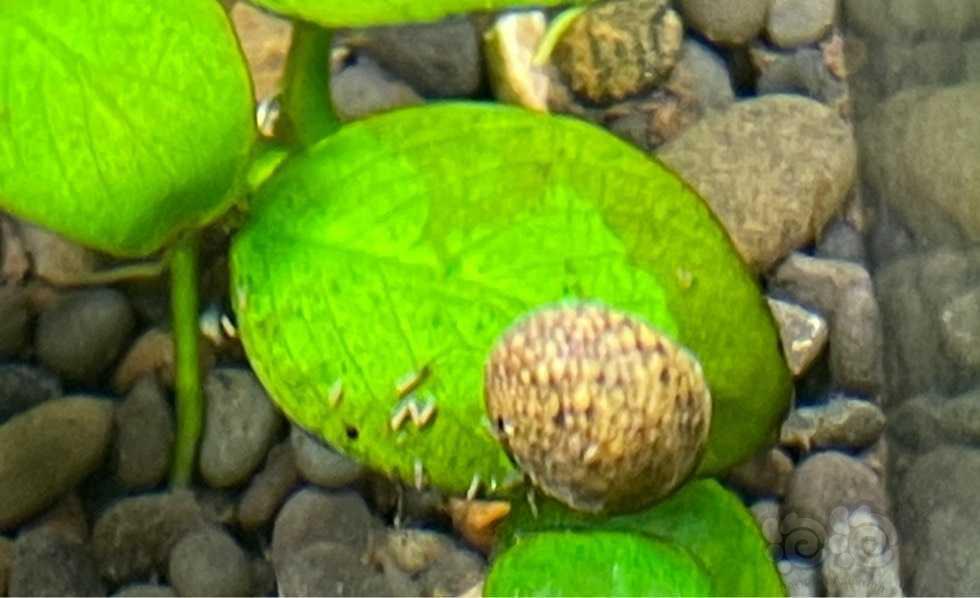 想买迷你彩蛋螺吃绿斑藻确买不上-图1