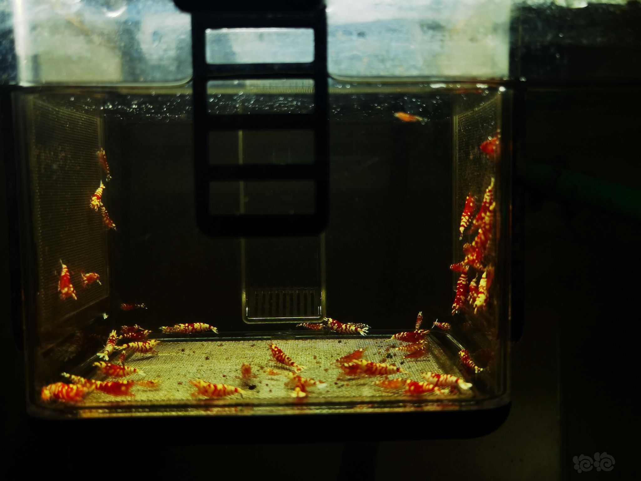【虾】2023-02-24#RMB拍卖红花虎（Mars血统系统）-图3