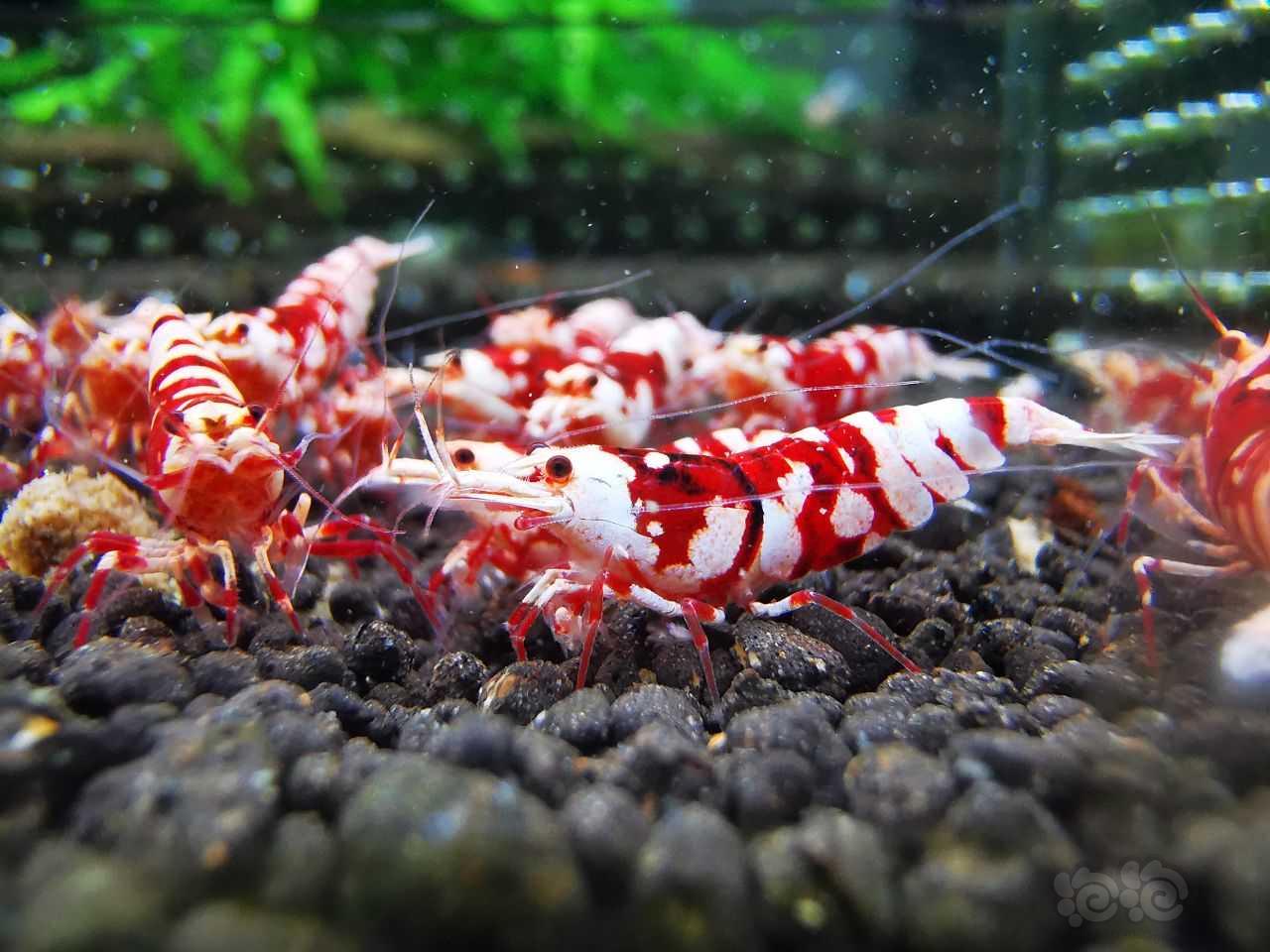【水晶虾】出组红花虎 血统稳定 体型颜色都很棒-图2