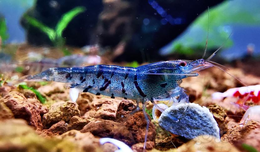 『蓝虎纹虾』-图2