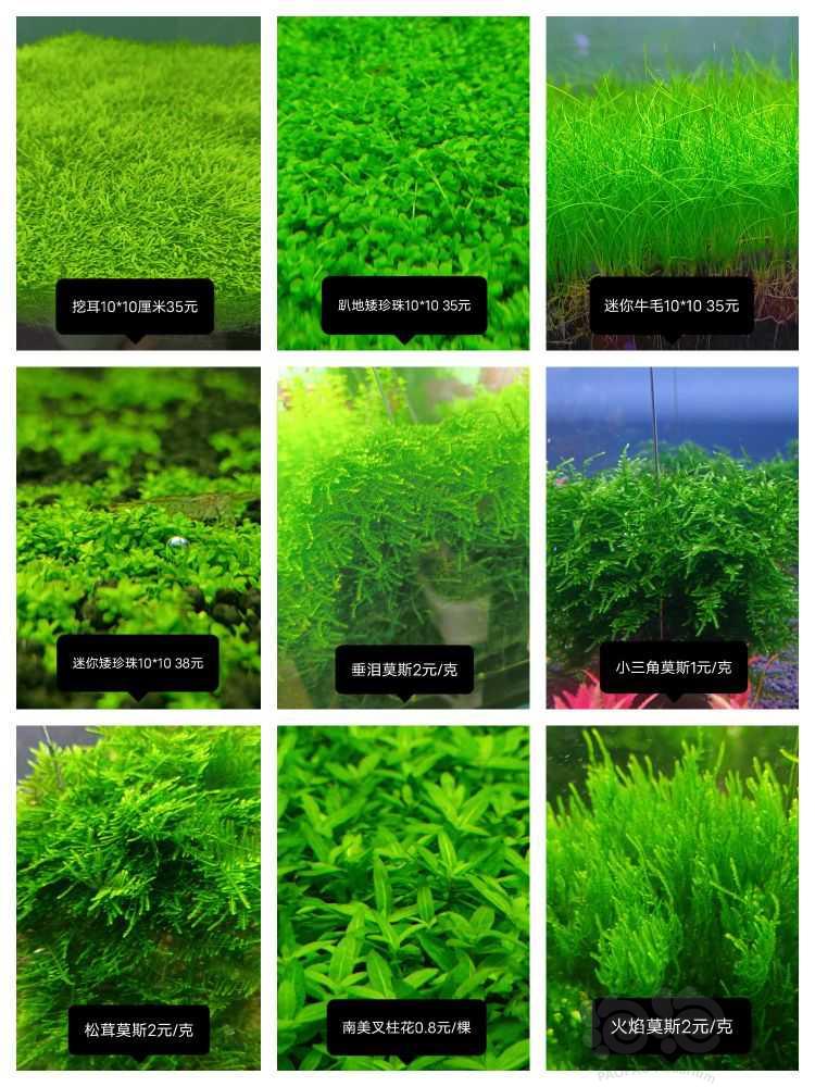 【水草】出高品质水草，无藻无螺，保证品质，售后-图11