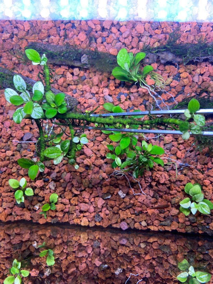 平拖白榕繁殖茎26厘米好嘞出了😭😭-图1