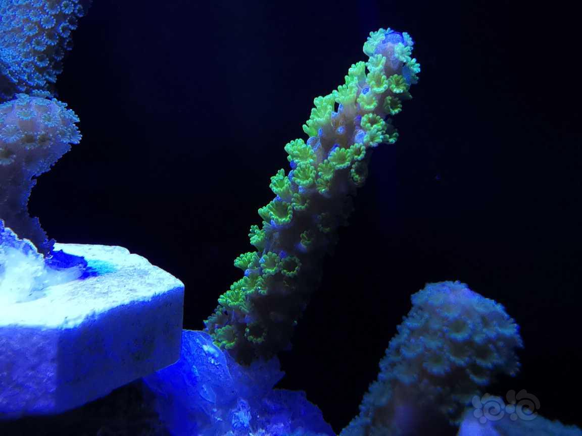 华为微距下的珊瑚-图5