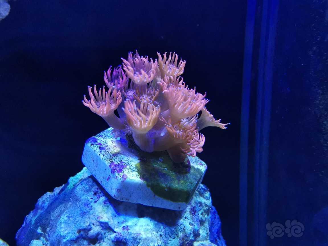 华为微距下的珊瑚-图7