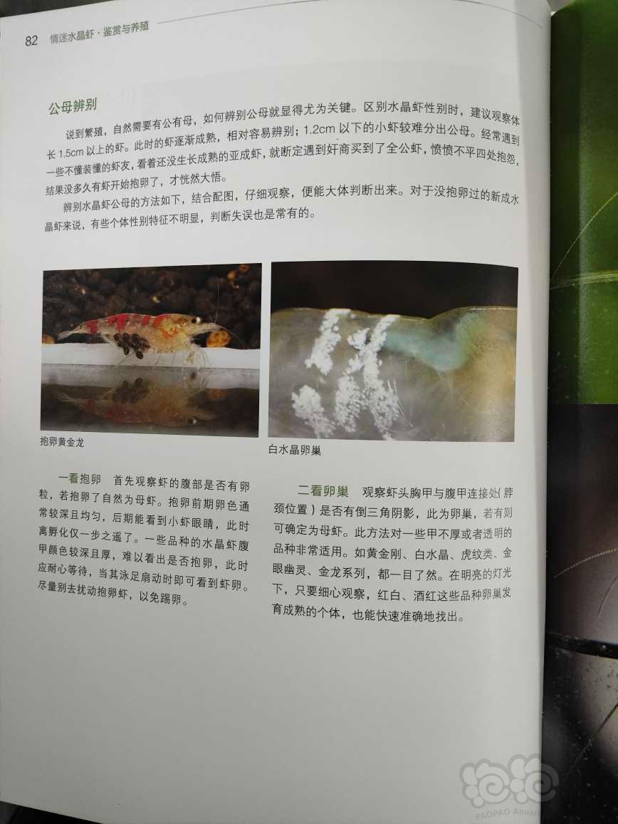 【用品】2023-2-1#RMB拍卖#《情迷水晶虾:鉴赏与养殖》一本-图6