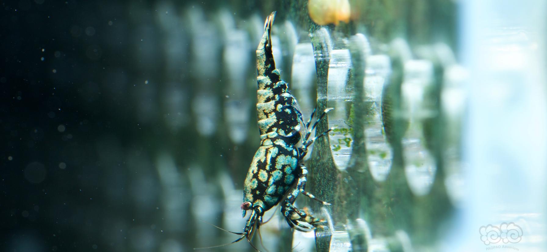 【虾】2023-02-17#RMB拍卖金属宽纹·雪花母虾1只-图1