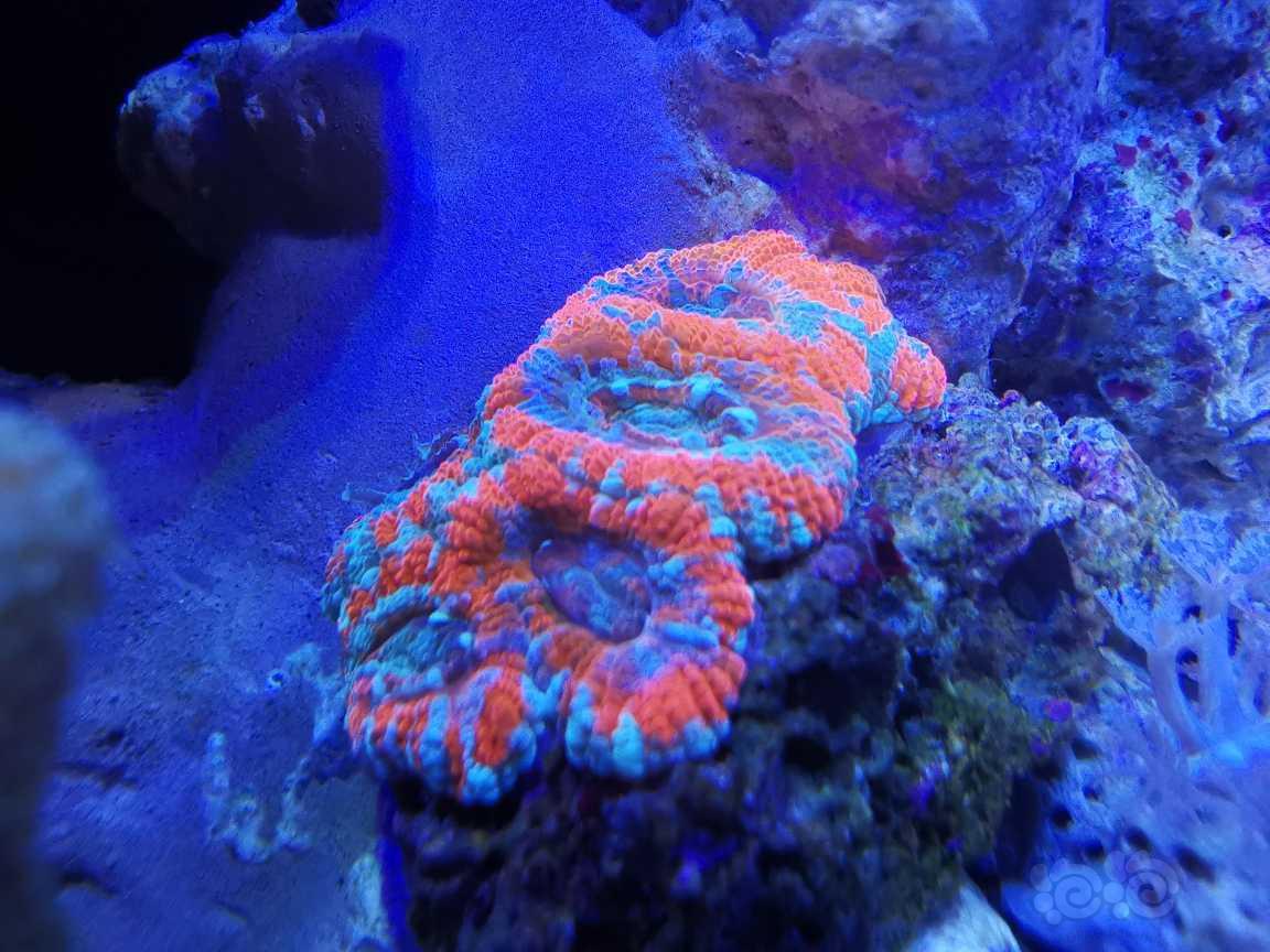 华为微距下的珊瑚-图3