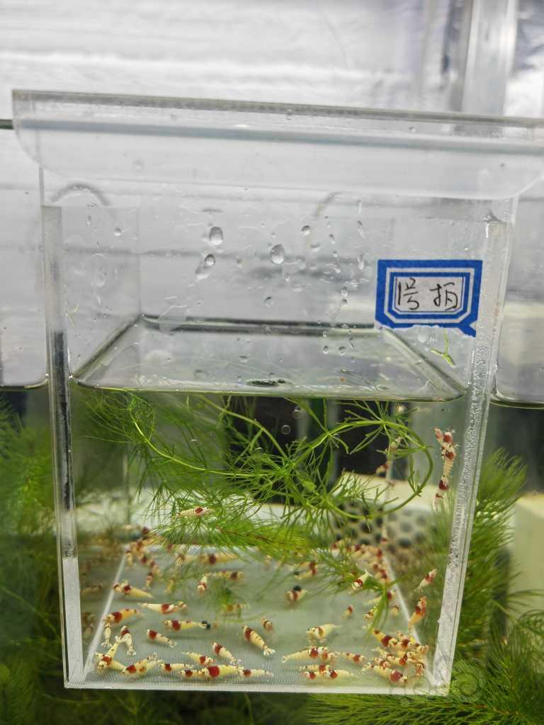 【虾】2023-03-29#RMB拍卖红白幼虾一组100只-图2