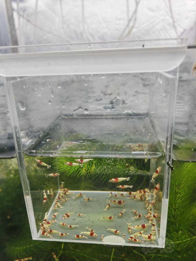 【水晶虾】清缸出红白水晶虾-图3
