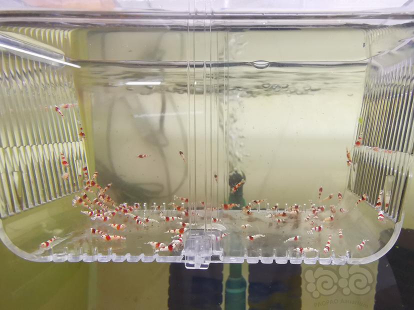 【虾】2023-03-03#RMB拍卖红白幼虾一组100只-图2