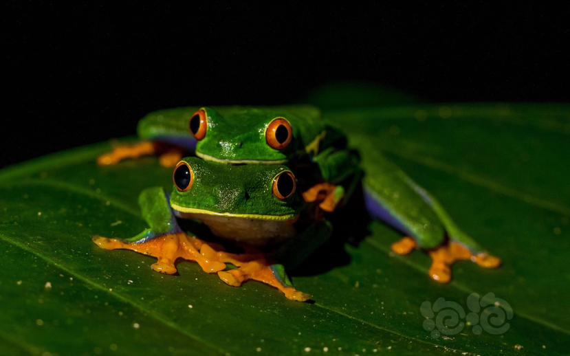 丽红眼蛙，red-eyed tree frog-图5