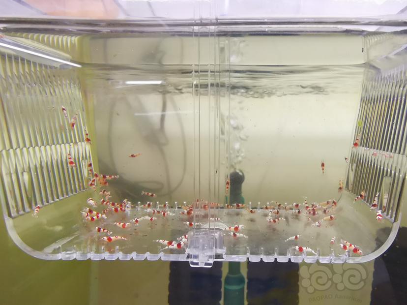 【虾】2023-03-03#RMB拍卖红白幼虾一组100只-图1