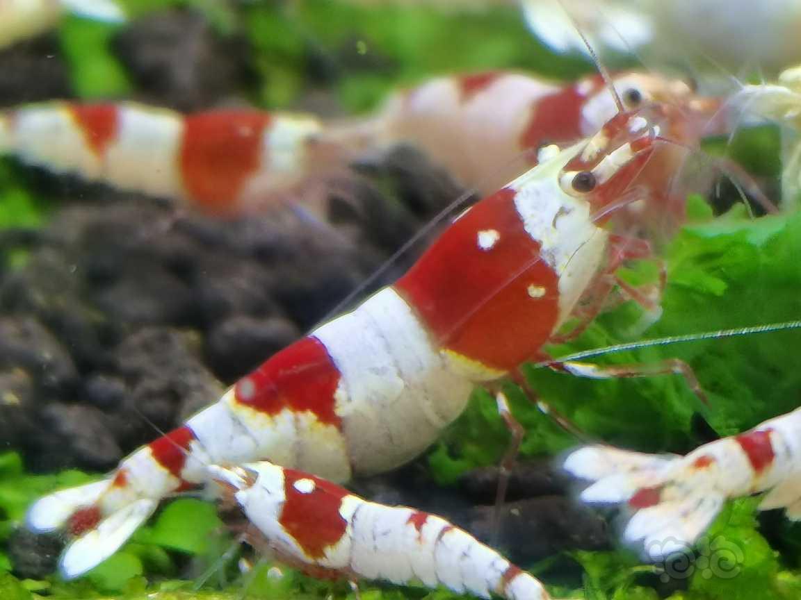 【水晶虾】红白水晶虾-图2