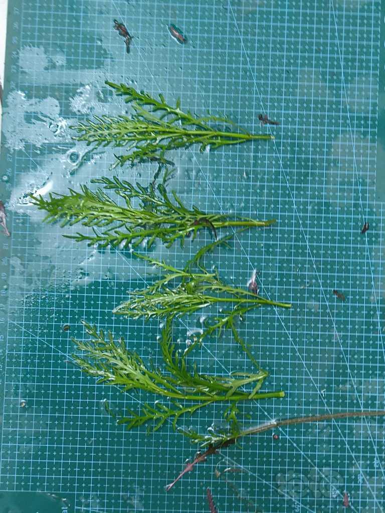 出ada叉叶铁，UK雨裂，红箦藻-图5