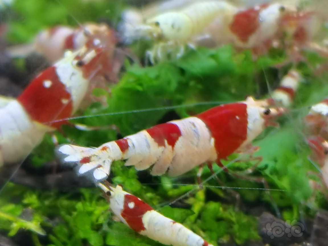 【水晶虾】红白水晶虾-图1