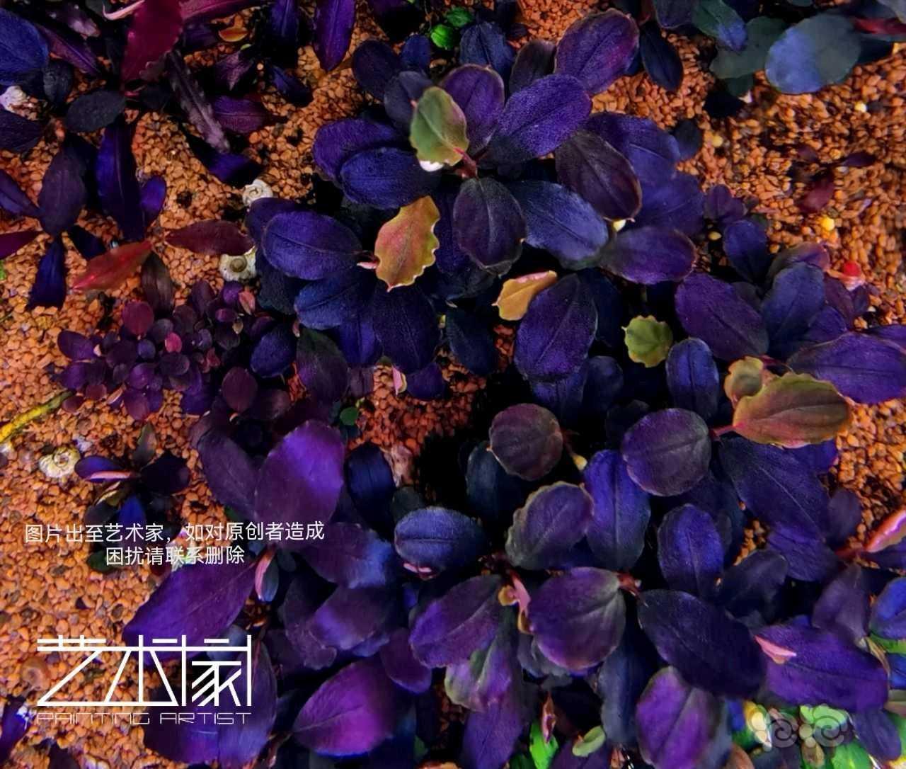 【水草】2023-03-20#RMB拍卖#粉neo/硬币海/艺术厚海-图7