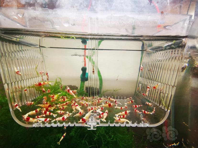 【虾】2023-03-09#RMB拍卖红白亚成虾一组100只-图1