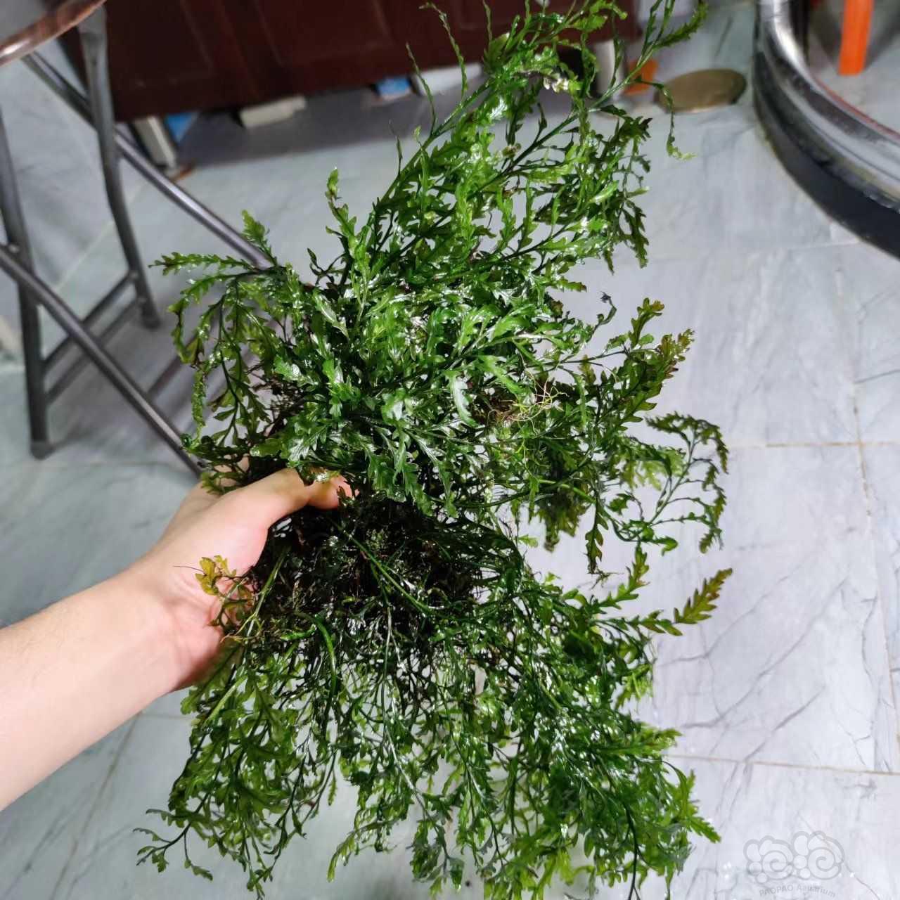 【出售】北京黑木蕨55不包邮   送箦藻或者鹿角苔-图3