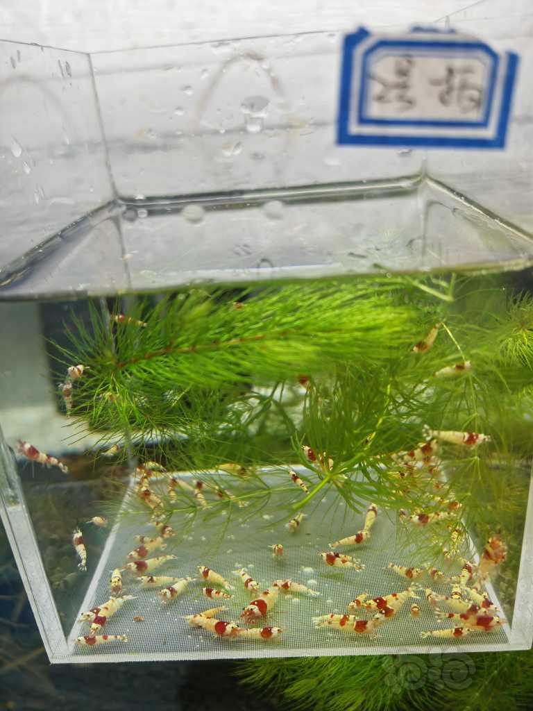 【虾】2023-03-29#RMB拍卖红白幼虾一组100只-图3