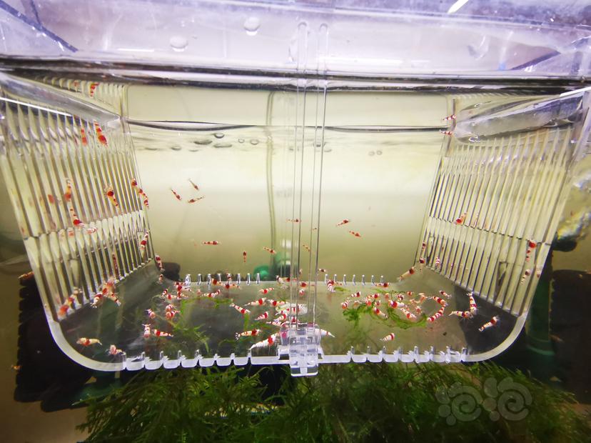 【虾】2023-03-04#RMB拍卖红白幼虾一组100只-图3