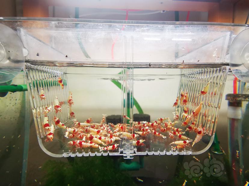 【虾】2023-03-31#RMB拍卖红白成公一组100只-图3
